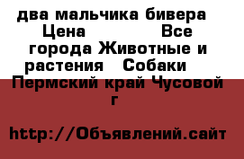 два мальчика бивера › Цена ­ 19 000 - Все города Животные и растения » Собаки   . Пермский край,Чусовой г.